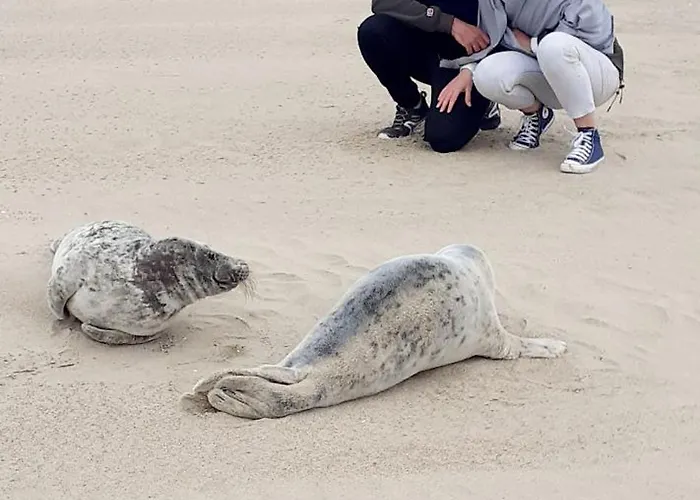 Côte D'opale - Maison Cocooning Classé 3 étoiles Marquise